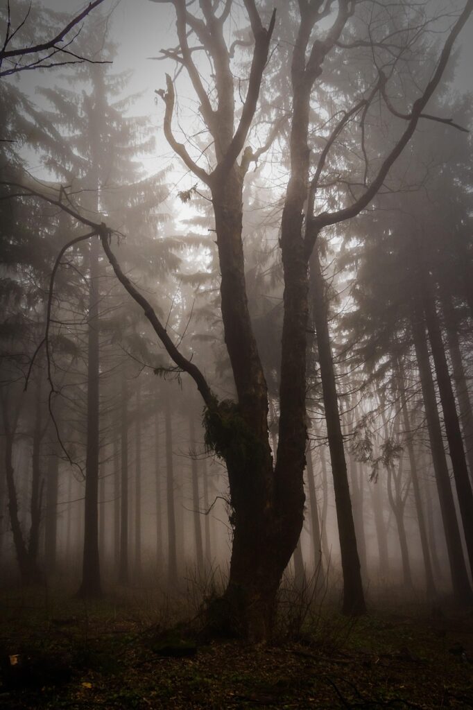 wood, scary, forest, nature, critter, fog, mystic, winter, trees, awesome, spooky, misty, scary, spooky, spooky, spooky, spooky, spooky, misty