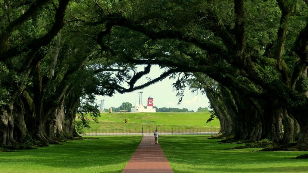 nature, louisiana, trees, green, alley, grass, sheets, lawn, park, path, boat, tourism, summer, louisiana, louisiana, louisiana, lawn, lawn, lawn, lawn, lawn