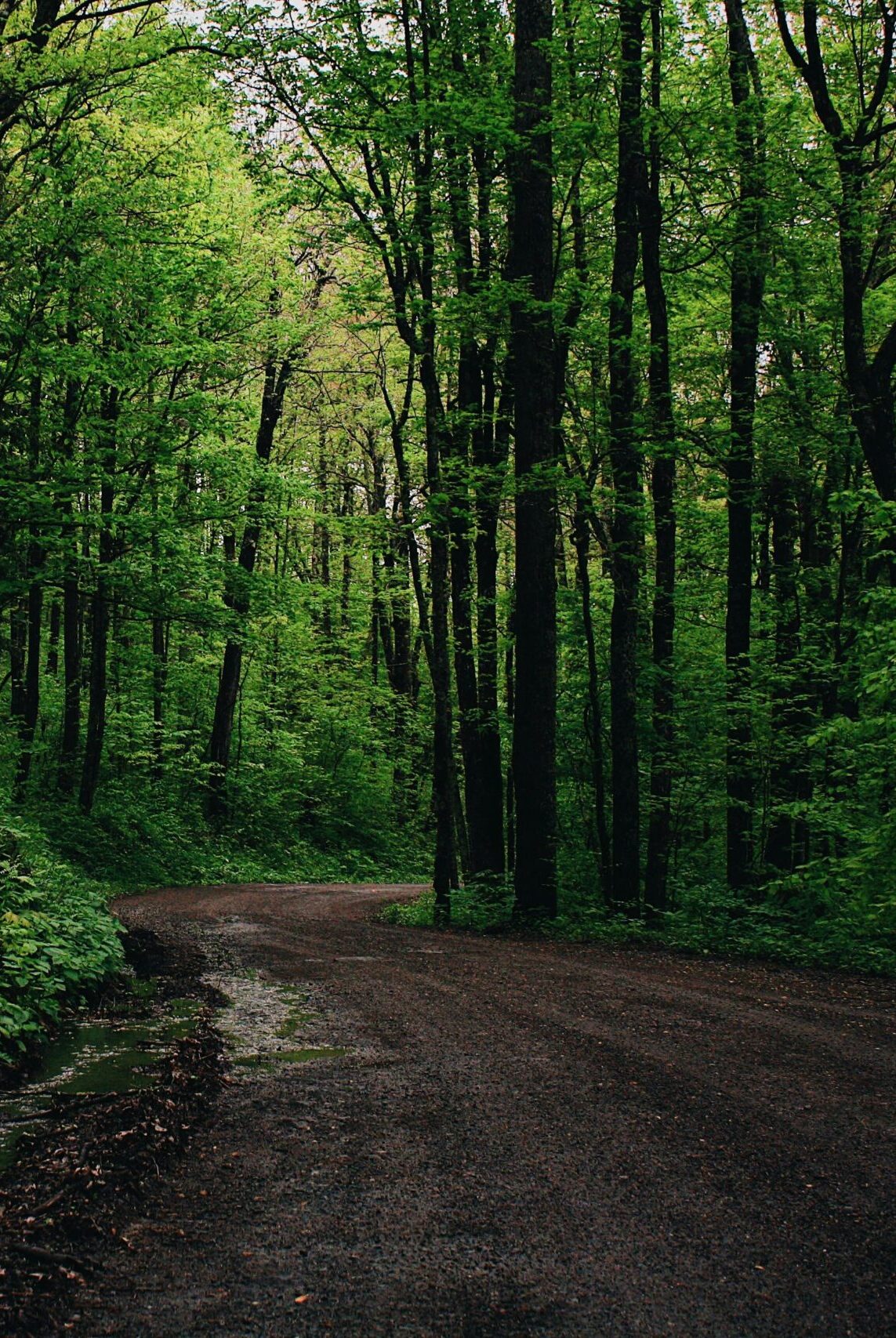 A tranquil forest path surrounded by lush green trees offers a serene natural landscape.