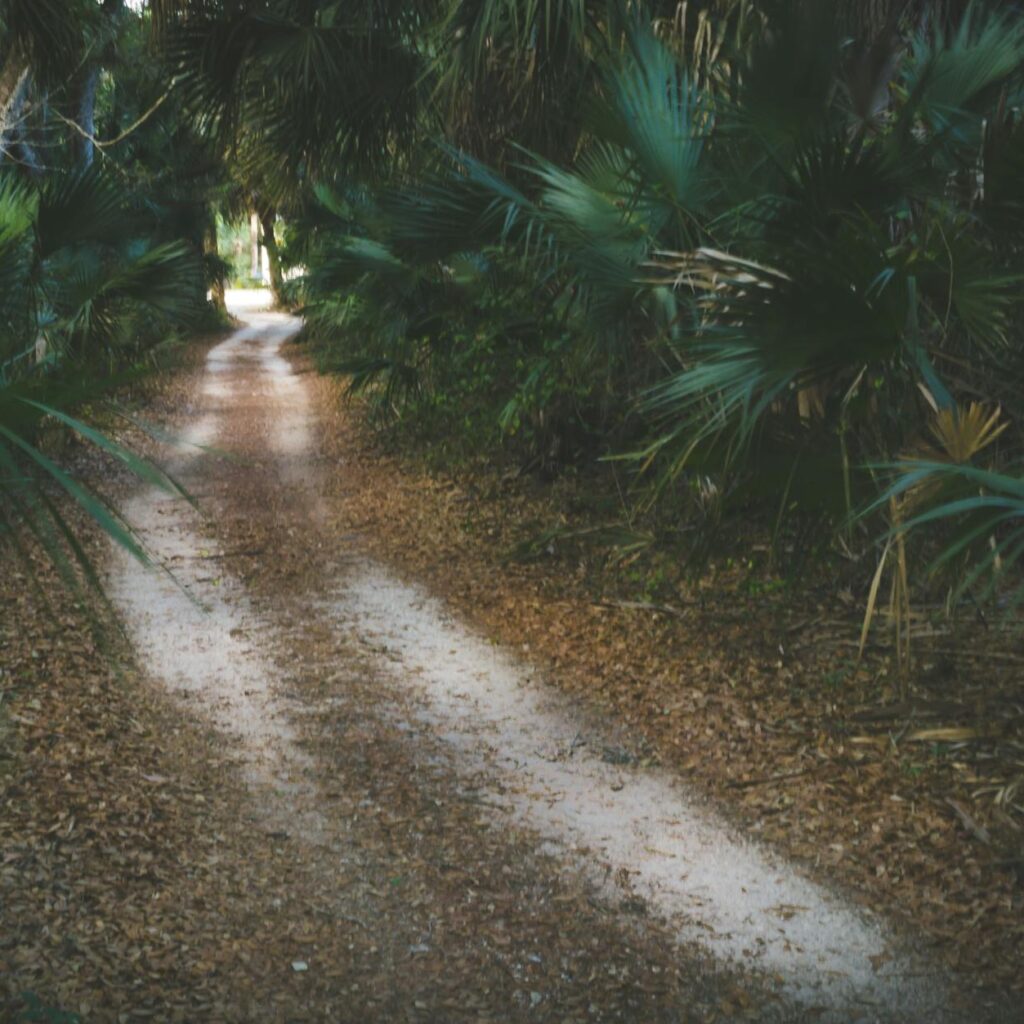 A peaceful forest pathway surrounded by lush greenery in Avon Park, Florida.