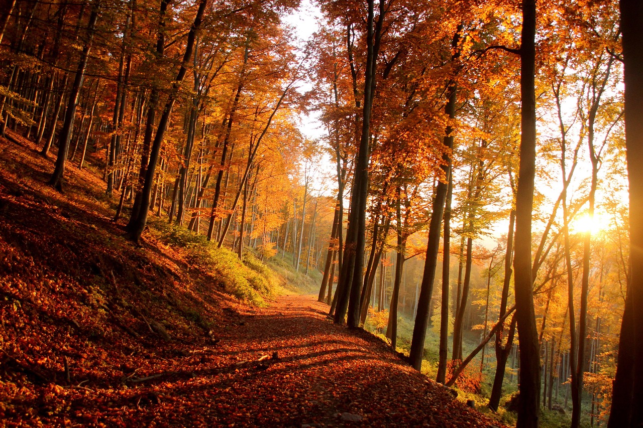 autumn, forest, trees, nature, sunset, mountains, woods, trail, landscape, forest, forest, forest, forest, forest